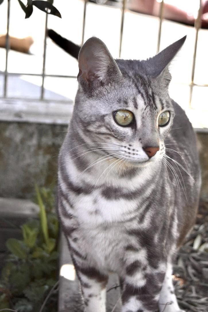 Un gros plan d'un chat tigré argenté aux yeux verts, debout à l'extérieur dans un cadre naturel, présentant un pelage rayé gris et noir, avec une expression alerte et curieuse.