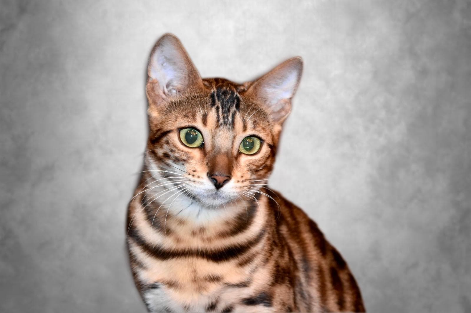Un portrait en gros plan d'un chat Bengal avec un pelage tacheté de nuances brun et noir, des yeux verts saisissants et des oreilles proéminentes, sur un fond gris flou.